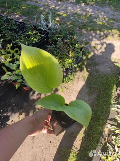 Хоста Sum and Substance (Сам Энд Сабстенс)