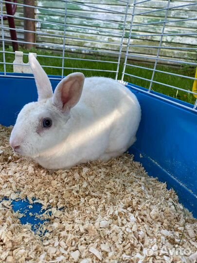 Декоративные кролики