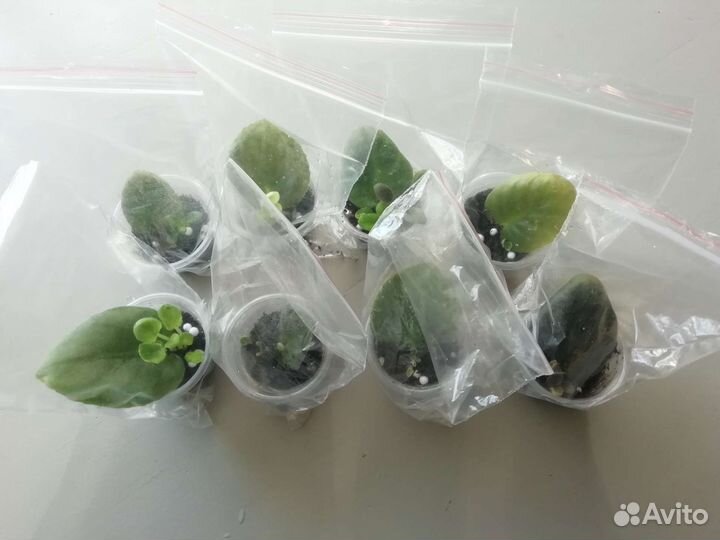 Укорененные листы фиалок набором