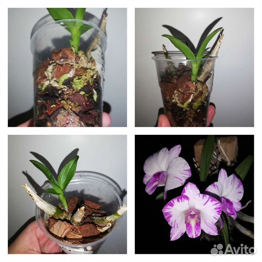 Орхидеи разные