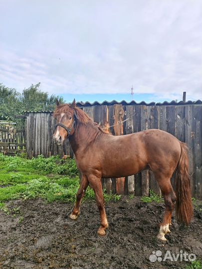 Жеребец 2,4 г. Цена 100000 т.р