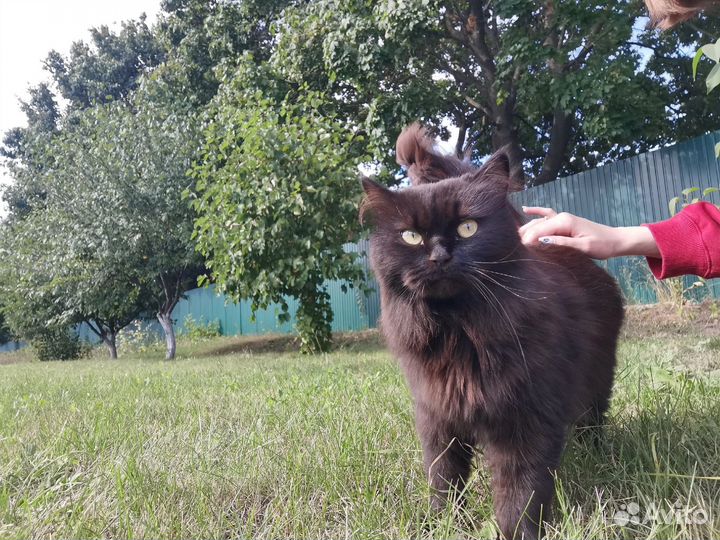 Кошка