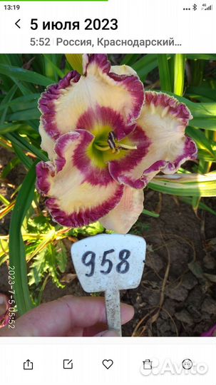 Лилейники сортовые