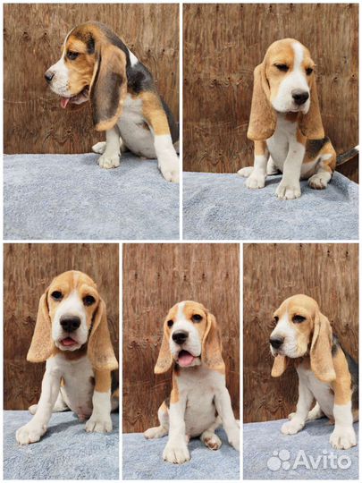 Собаки щенки бигль