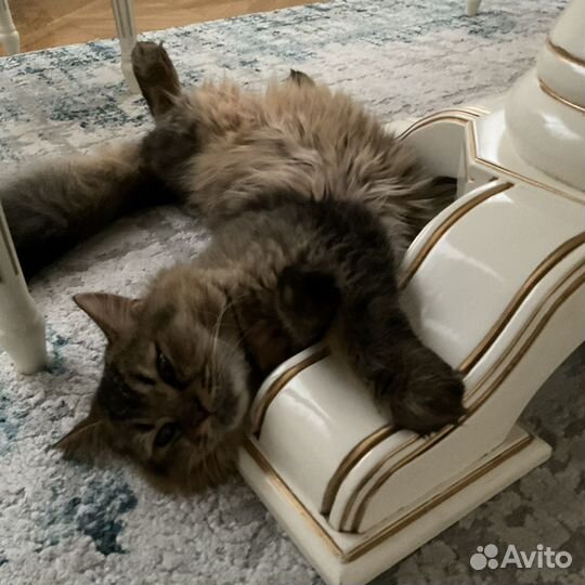Кот на вязку