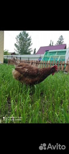 Куры несушки продам