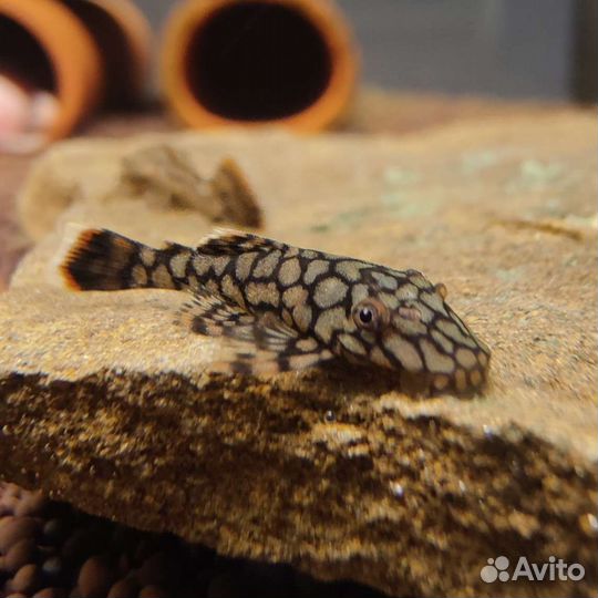 Номерные сомы (L-сомы), разные анциструсы