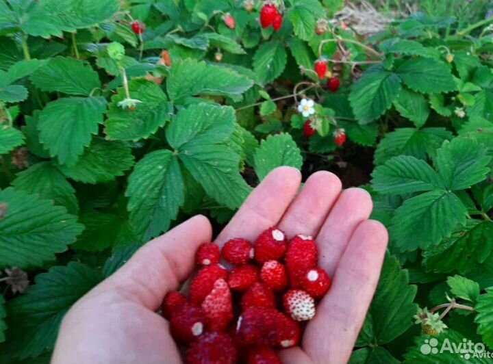 Земляника Клубника садовая/рассада
