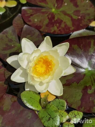 Нимфеи для пруда