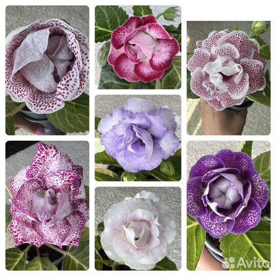 Глоксиния цветущая любая 250