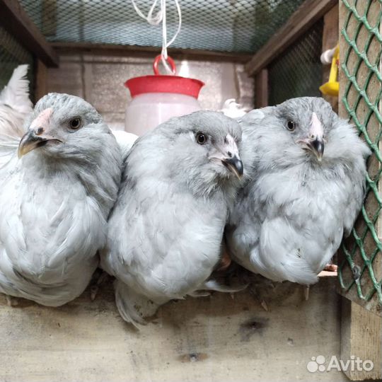 Амераукана лаванда