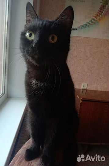 Кошка в дар бесплатно