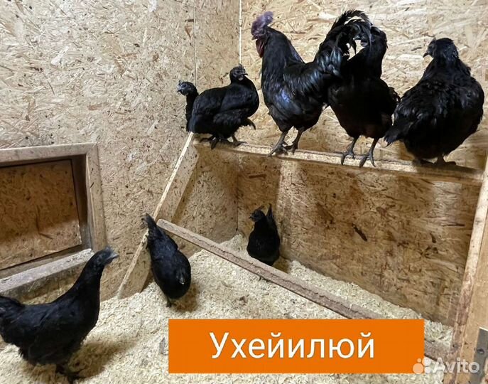 Инкубационное яйцо.Цыплята под заказ