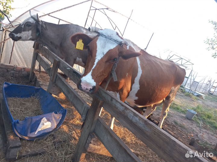 Коровы дойные молочные