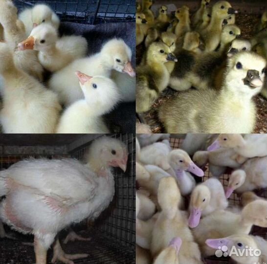 Гуси Линда на племя или на мясо