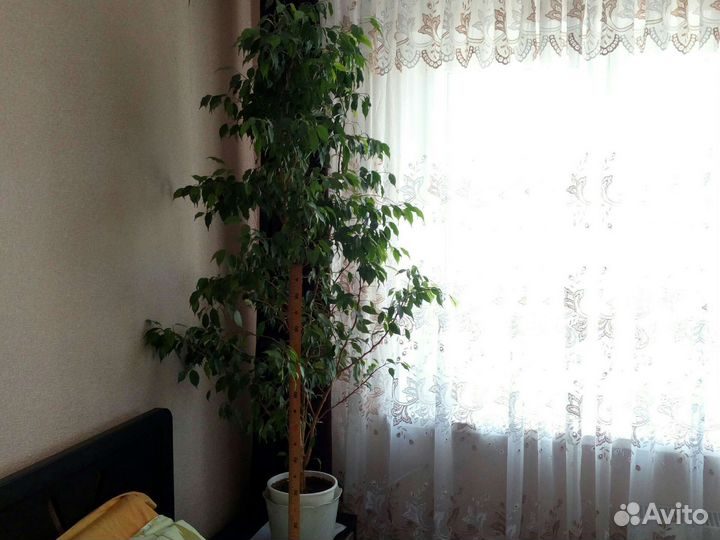 Фикс Бенджамина