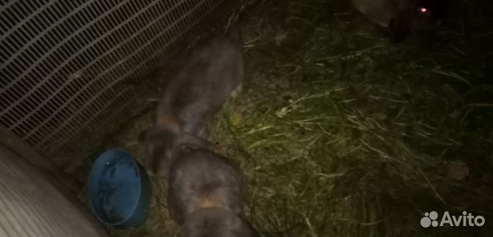 Декоративные кролики