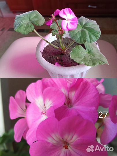 Черенки пеларгонии