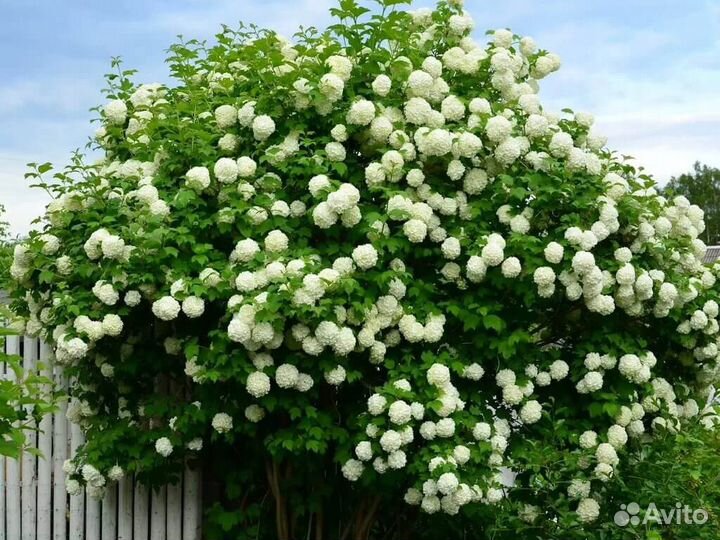 Саженцы Калины Бульденеж, 