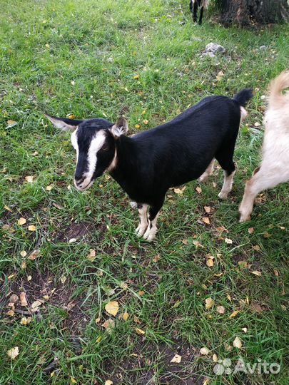 Продам коз, поросят