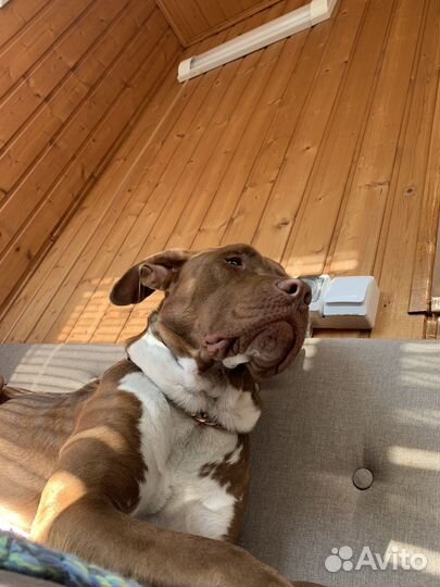 Питбультерьер