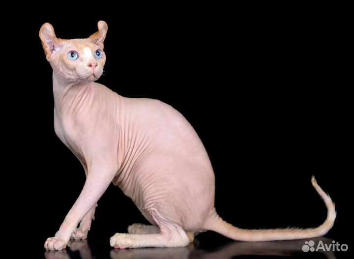 Канадский сфинкс эльф вязка