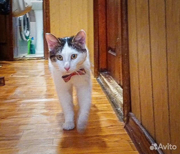 Луис (котик в добрые руки)