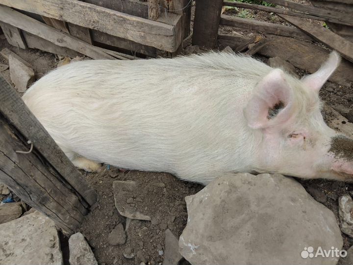 Кабан белый крупный