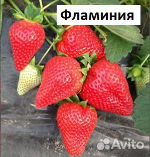 Рассада клубники