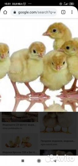 Суточные цыплята, индюшата, утята
