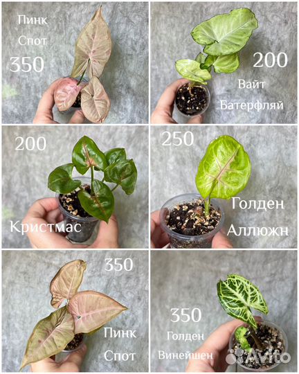 Сингониумы сортовые