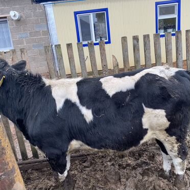 Быки живым весом продать