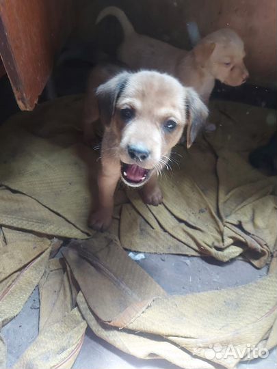 Щенки в добрые руки