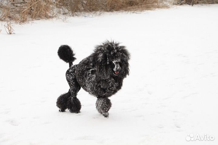 Большой пудель, вязка, чемпион России