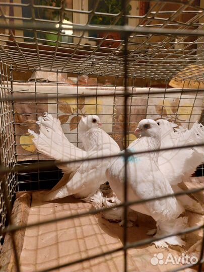 Продажа голубей