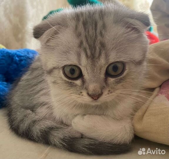 Британский котенок вислоухий
