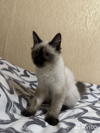 Котенок тайский мальчик