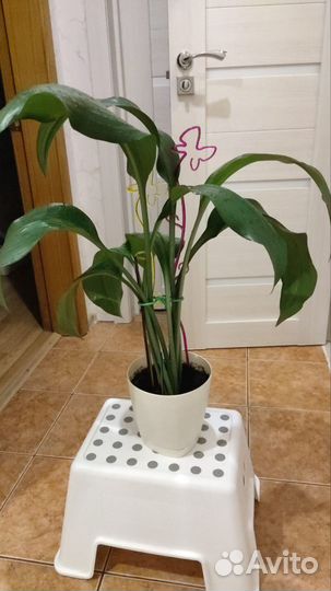 Эухарис амазонская лилия