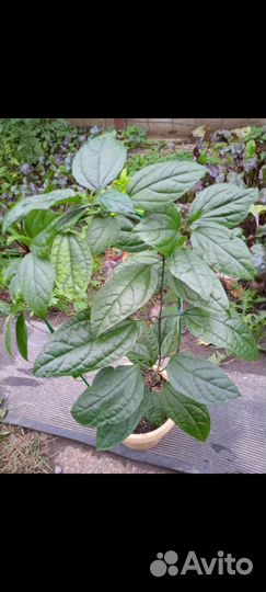 Комнатные растения