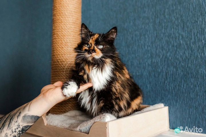 Кот из приюта