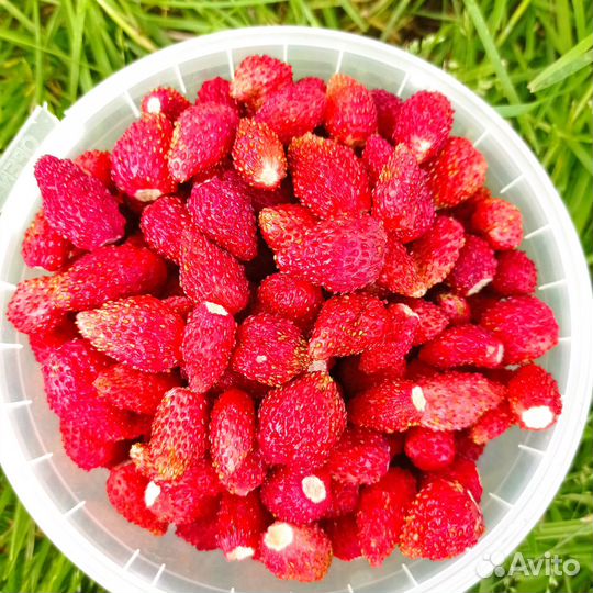 Ремонтантная земляника