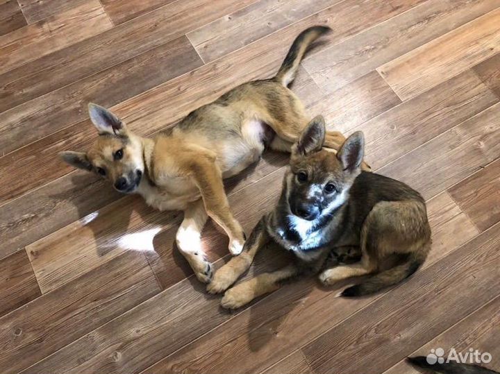 Щенки бесплатно