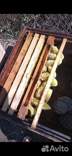 Пчелосемьи