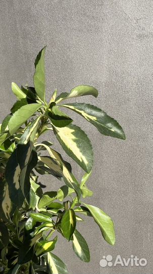 Японский бересклет