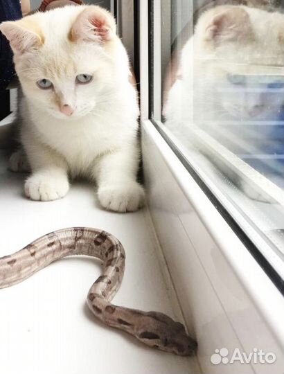 Котик 9 мес