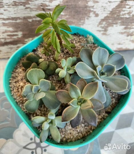 Садик из суккулентов