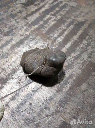 Окаменелость