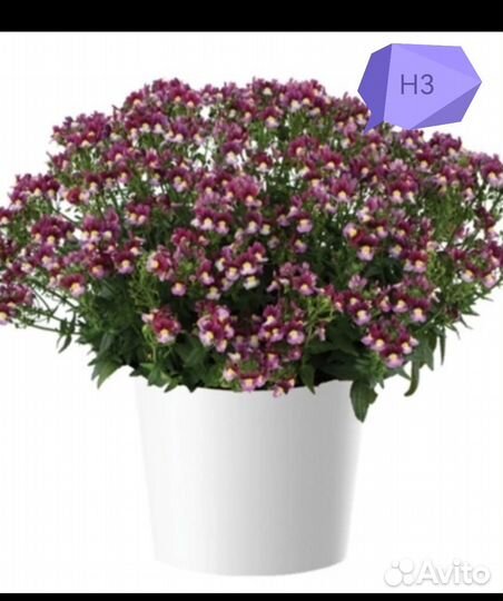 Вербена, немезия