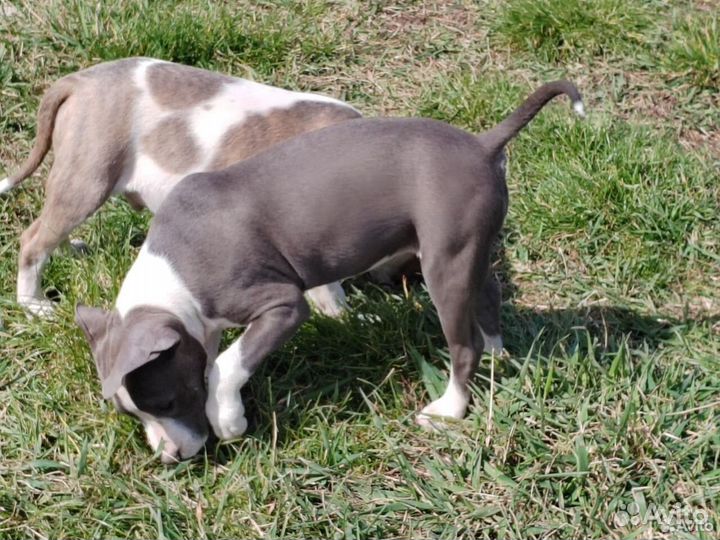Стаффордширский терьер щенки щенок