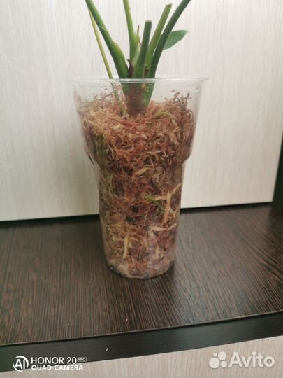 Антуриум Фиорино